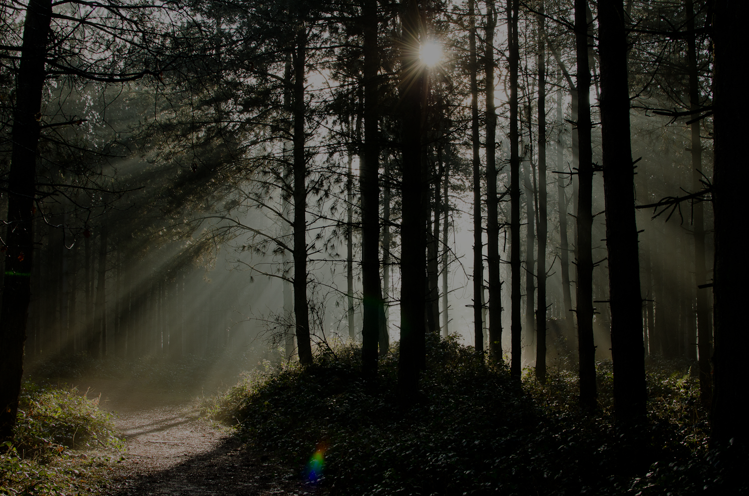 deep forest